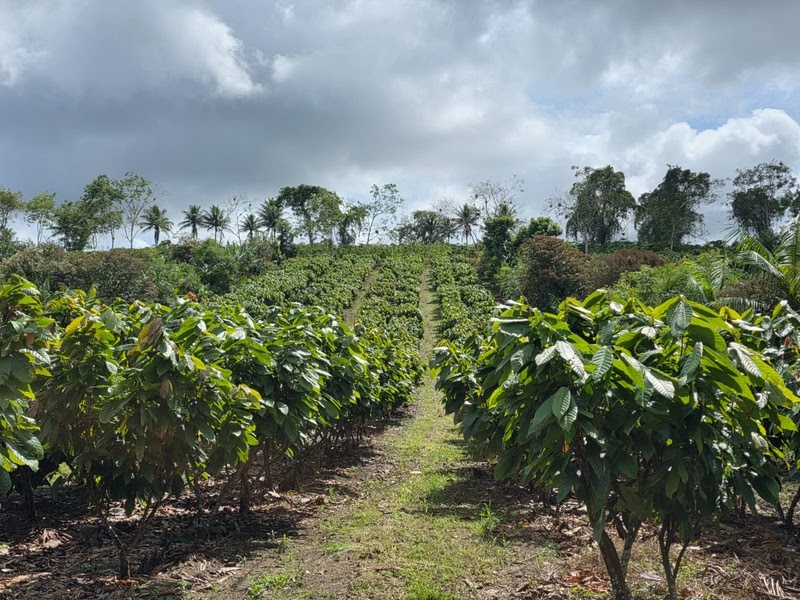 BNDES aprova R$100 milhões para expansão de sistemas agroflorestais da Belterra