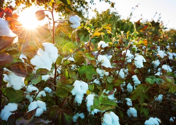 Bom Jesus Agropecuária registra avanço no algodão na safra 2024/2025