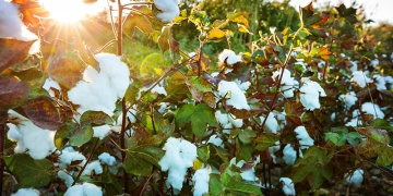 Bom Jesus Agropecuária registra avanço no algodão na safra 2024/2025