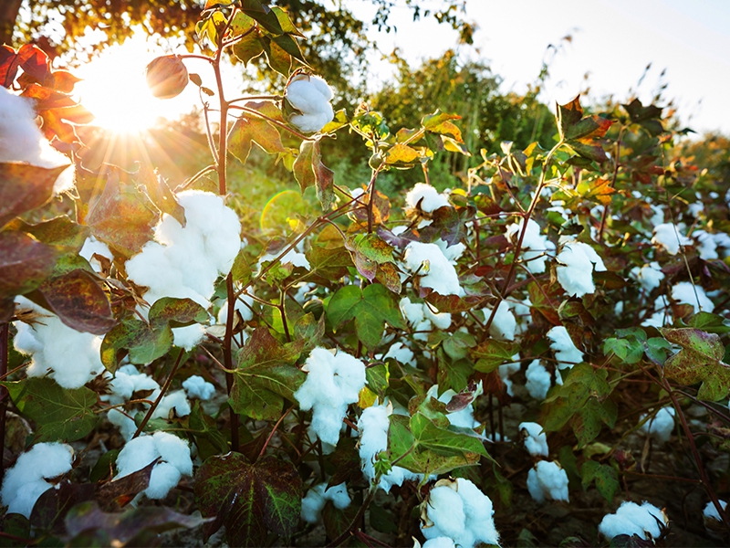 Bom Jesus Agropecuária registra avanço no algodão na safra 2024/2025
