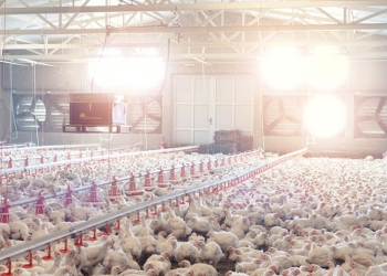 Tecnologia no agronegócio: evolução que garante produtividade