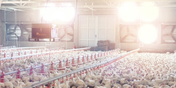 Tecnologia no agronegócio: evolução que garante produtividade