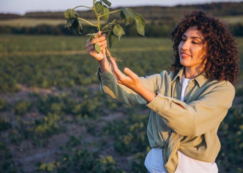 Desafios de financiamento para a agricultura regenerativa