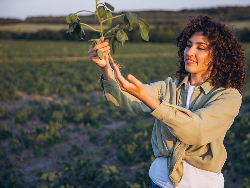 Desafios de financiamento para a agricultura regenerativa