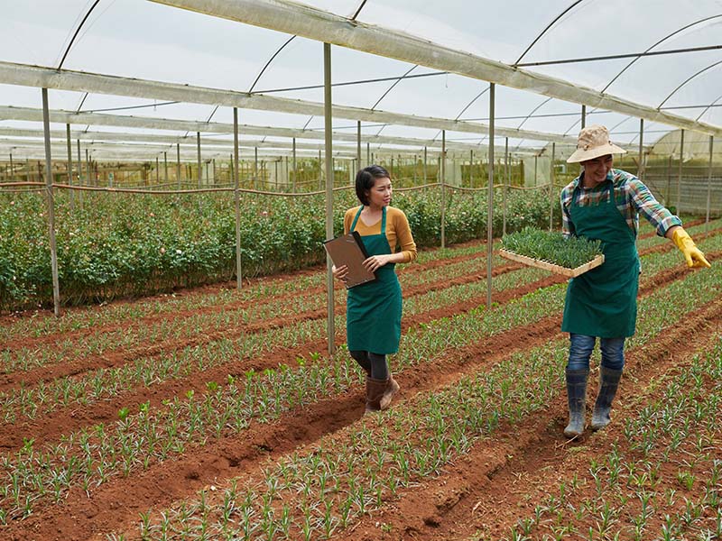 Ferramentas de fidelização da Corteva ajudam na aquisição de insumos