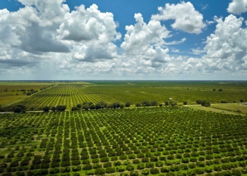 Gestão: por que investidores buscam “turnarounds” rurais