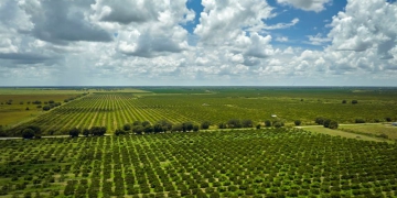 Gestão: por que investidores buscam “turnarounds” rurais