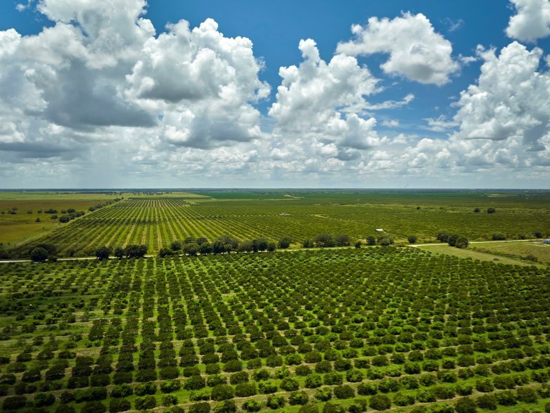 Gestão: por que investidores buscam “turnarounds” rurais