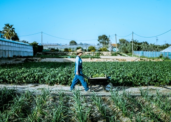 COP30: 5 soluções inovadoras para agricultura sustentável