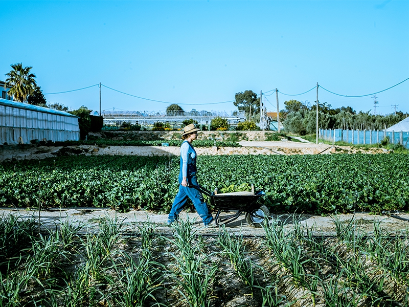 COP30: 5 soluções inovadoras para agricultura sustentável