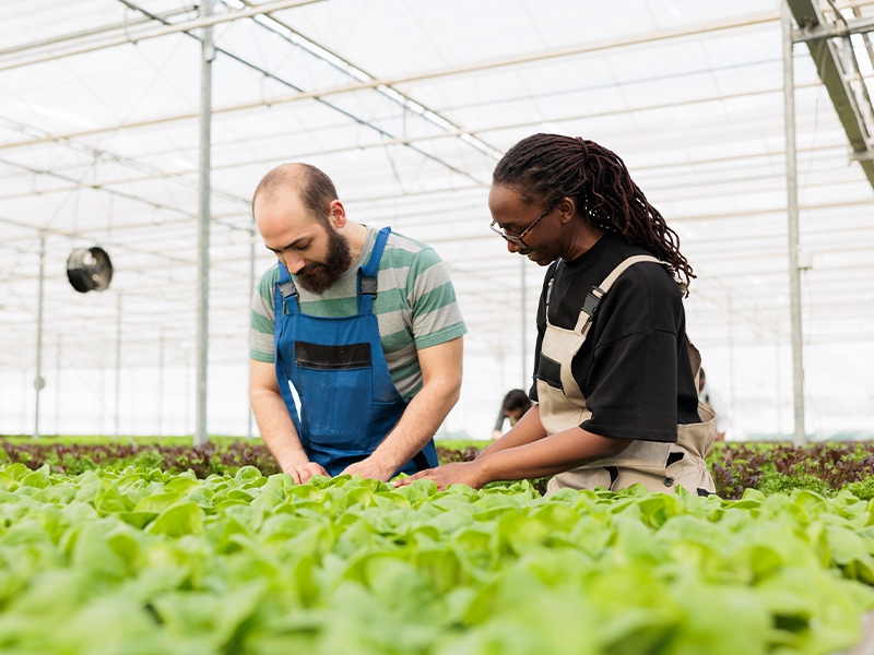 Agroindústria tem alta de 2,3% em setembro de 2025