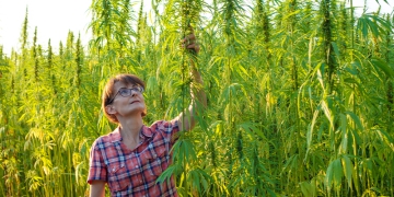 Cannabis pode impulsionar o agronegócio com lucro de R$ 6 bi