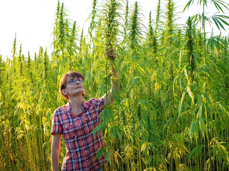 Cannabis pode impulsionar o agronegócio com lucro de R$ 6 bi