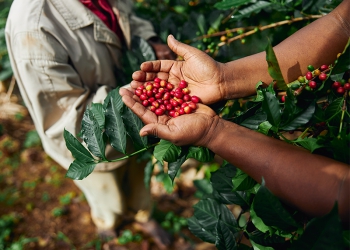 Cecafé celebra reversão de tarifas impostas pelo governo Trump