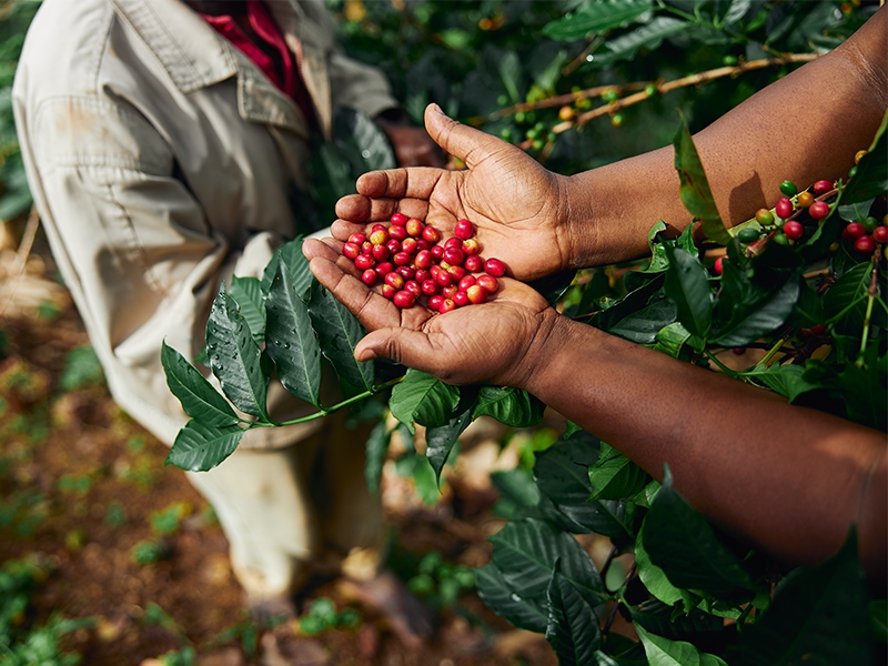 Cecafé celebra reversão de tarifas impostas pelo governo Trump