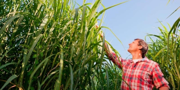 ORPLANA apoia manifesto nacional em defesa do RenovaBio