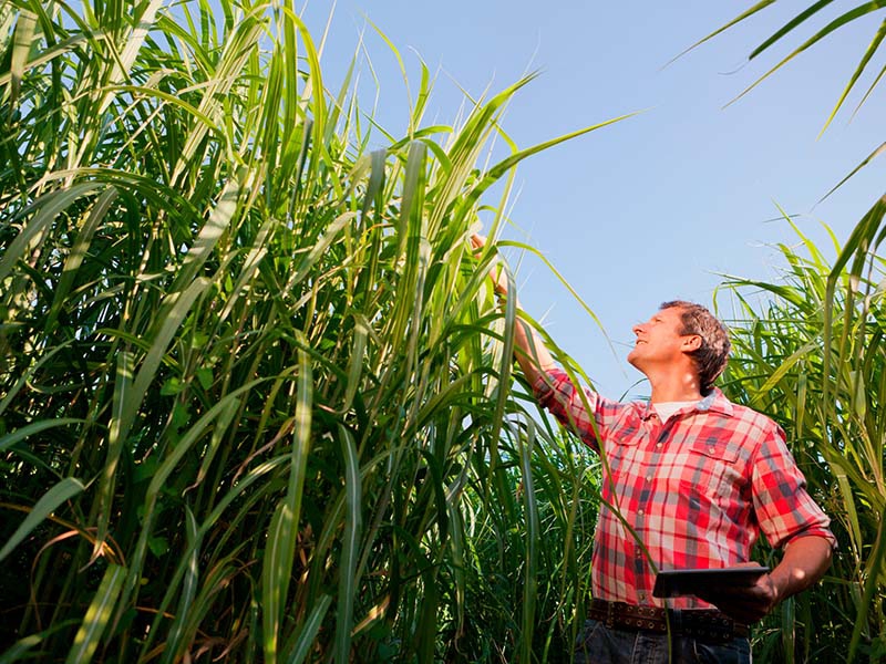 ORPLANA apoia manifesto nacional em defesa do RenovaBio