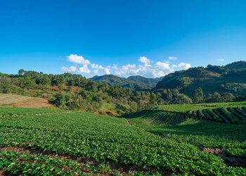 Agro 2026: riscos, ajustes e oportunidades