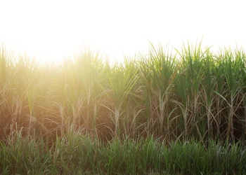 Agro paulista fecha 2025 com superávit de US$ 23 bilhões