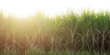 Agro paulista fecha 2025 com superávit de US$ 23 bilhões