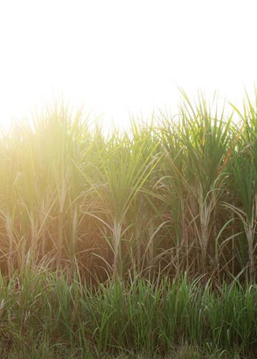 Agro paulista fecha 2025 com superávit de US$ 23 bilhões