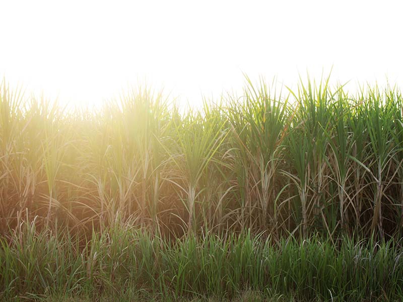 Agro paulista fecha 2025 com superávit de US$ 23 bilhões