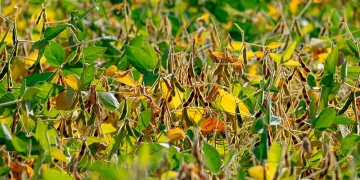 FMC apresenta soluções inovadoras para arroz e soja em evento no RS