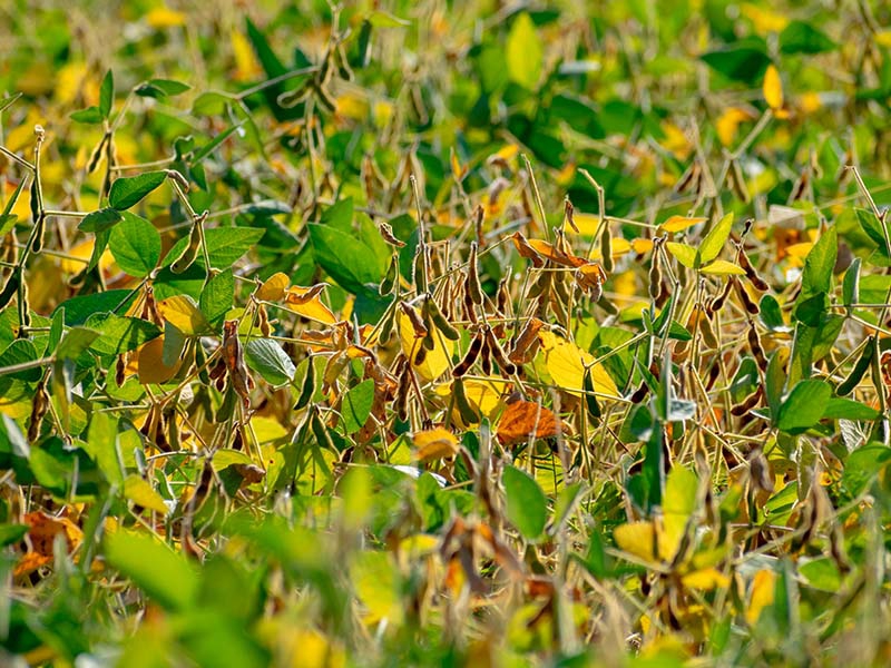 FMC apresenta soluções inovadoras para arroz e soja em evento no RS