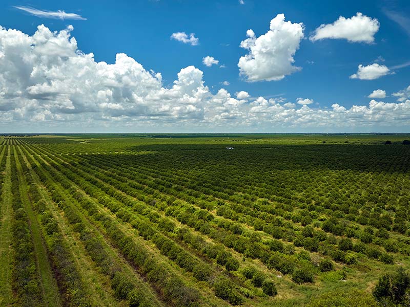 CNA leva ao STF disputa sobre regras de crédito rural