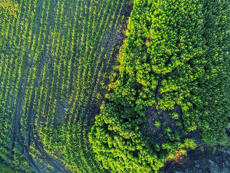 Regenerar para competir no agro