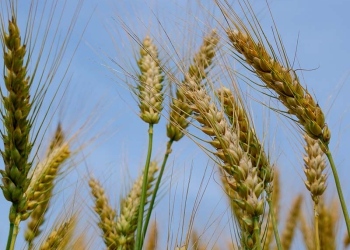 Trigo reage no Brasil sob pressão do mercado global