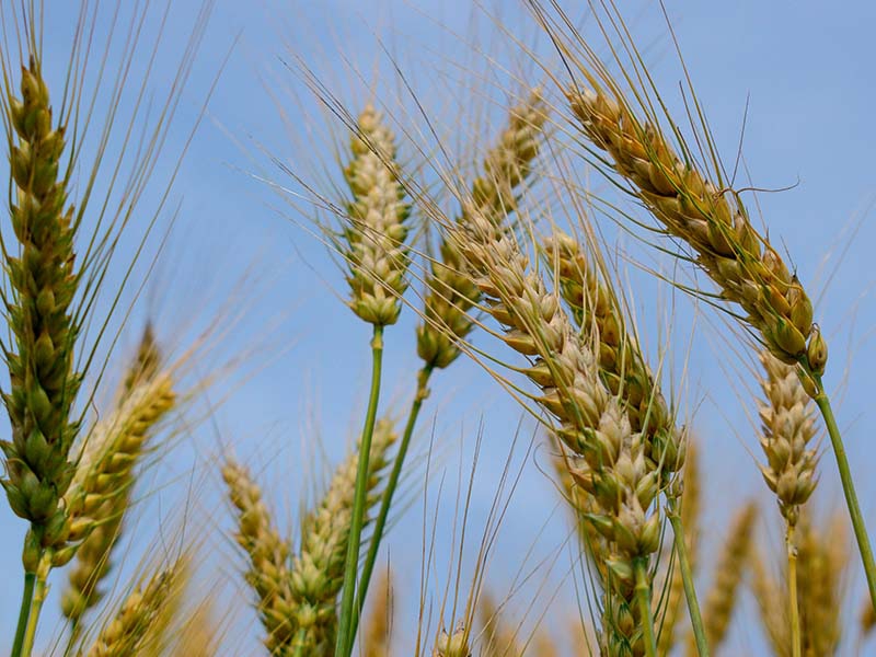 Trigo reage no Brasil sob pressão do mercado global