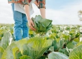 SP supera R$ 128 milhões em compras da agricultura familiar