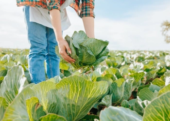 SP supera R$ 128 milhões em compras da agricultura familiar