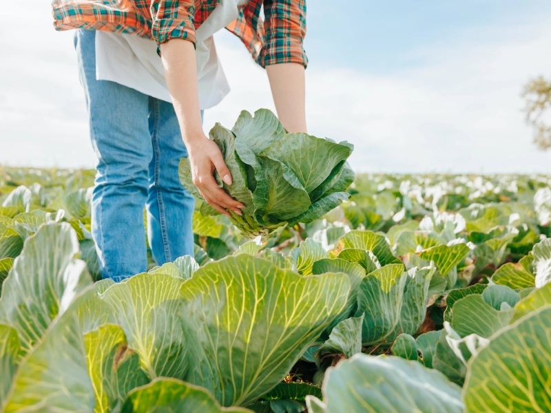 SP supera R$ 128 milhões em compras da agricultura familiar