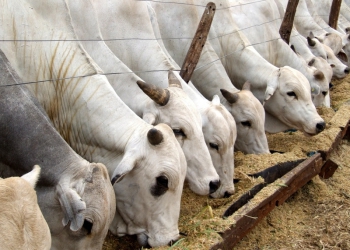Carnes e café impulsionam agro paulista em 2025