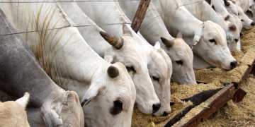 Carnes e café impulsionam agro paulista em 2025