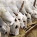 Carnes e café impulsionam agro paulista em 2025