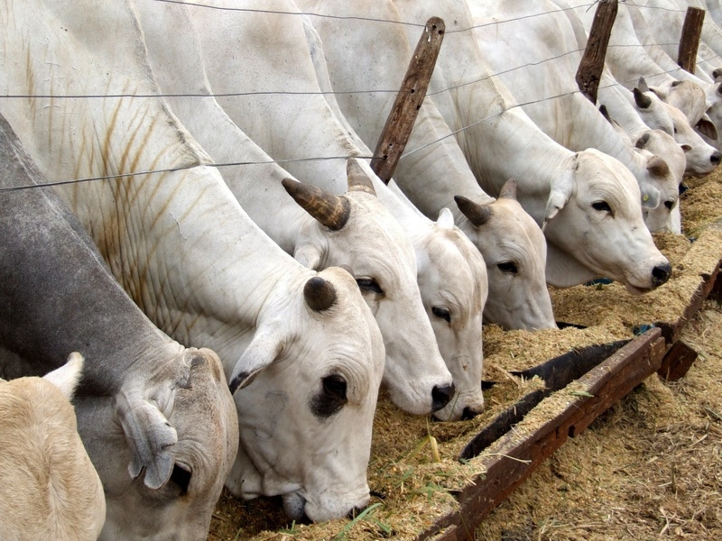 Carnes e café impulsionam agro paulista em 2025