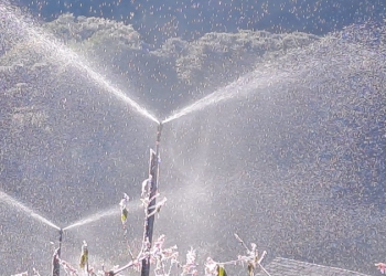 El Niño intensifica risco de geadas e coloca produção de hortifruti em alerta