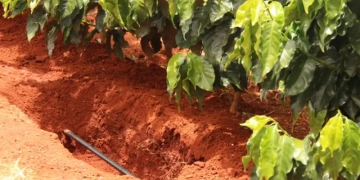 Irrigação avança entre pequenos cafeicultores