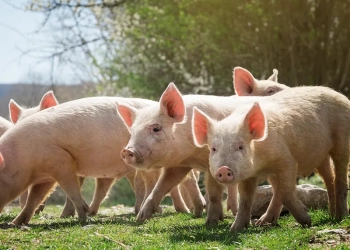 Frimesa adotará novo padrão para matrizes suínas