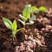 Fertilizantes avançam 3,8% no 1º trimestre no Brasil