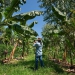 Radar AgTech mapeia 2.656 startups na América Latina
