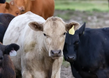 Setor de carnes pede novas restrições a antimicrobianos