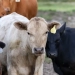 Setor de carnes pede novas restrições a antimicrobianos