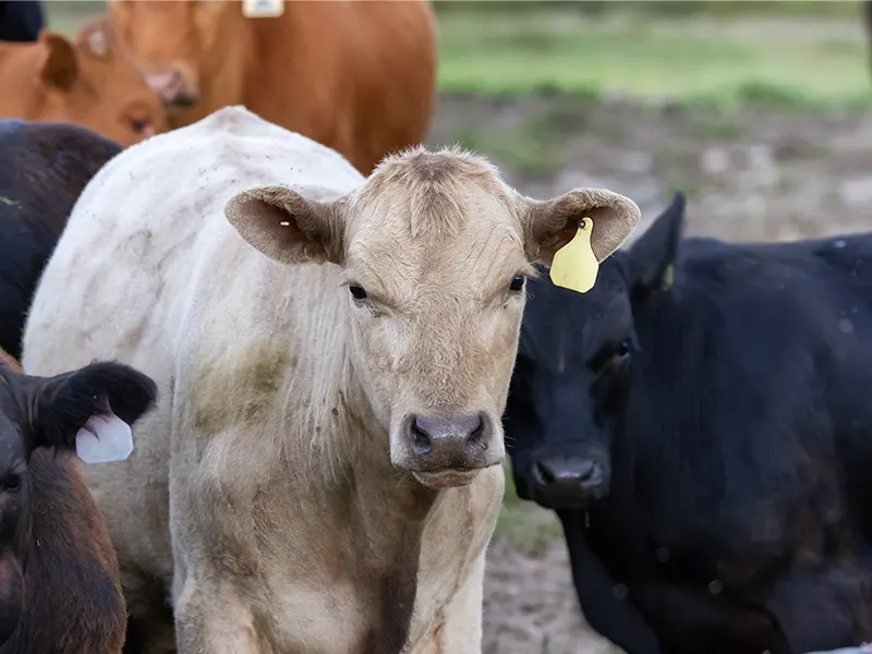Setor de carnes pede novas restrições a antimicrobianos