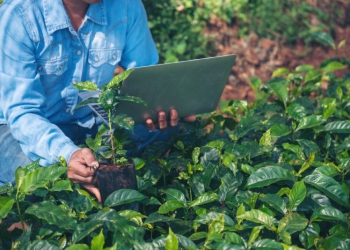 Rigor sanitário blinda agro brasileiro das tarifas dos EUA