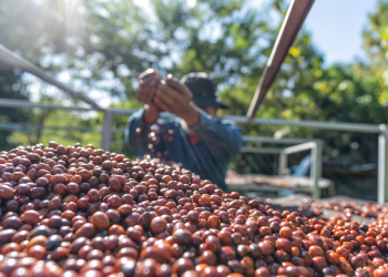 Produção de café pode atingir recorde de 66,7 milhões de sacas