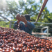 Produção de café pode atingir recorde de 66,7 milhões de sacas